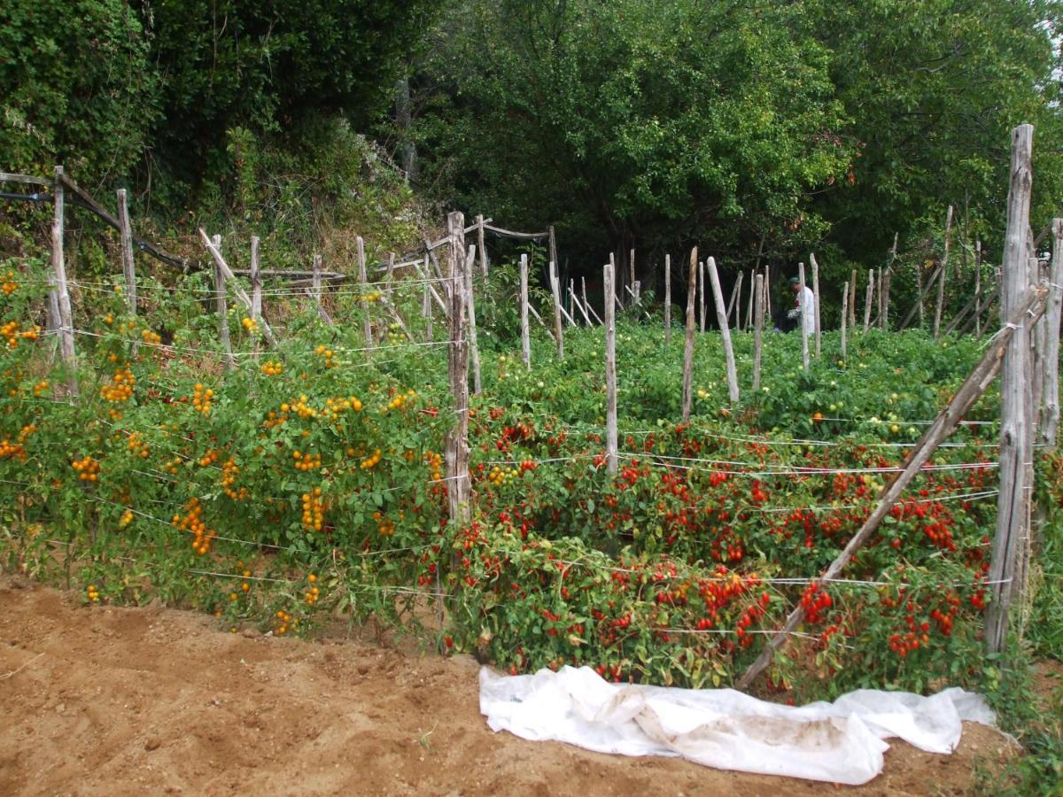 Agriturismo Nonno Tobia Аджерола Екстериор снимка